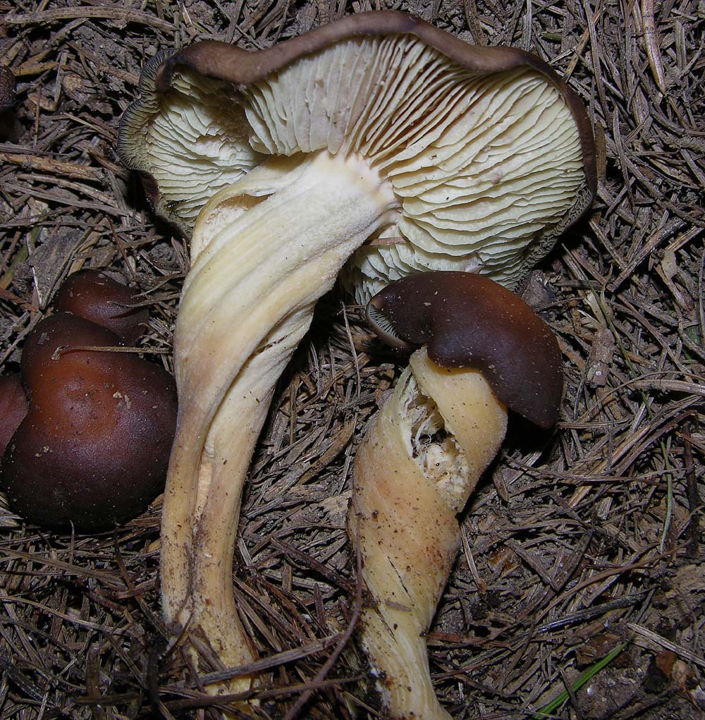 Rhodocollybia prolixa var. distorta (Fr.) Antonn, Halling &